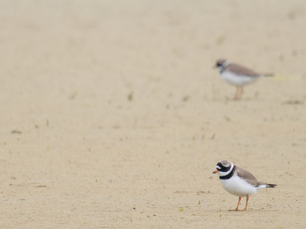 Ringed Plover